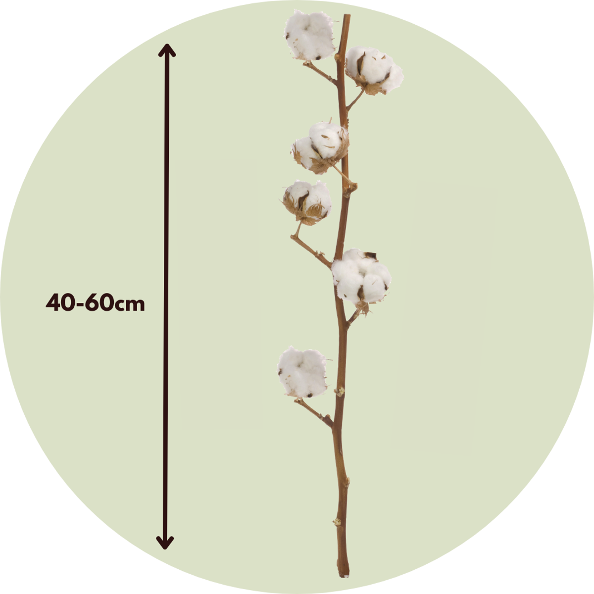 Dried flowers - 3 pcs. - Bouquet 'Cotton branch' - Dryflowers