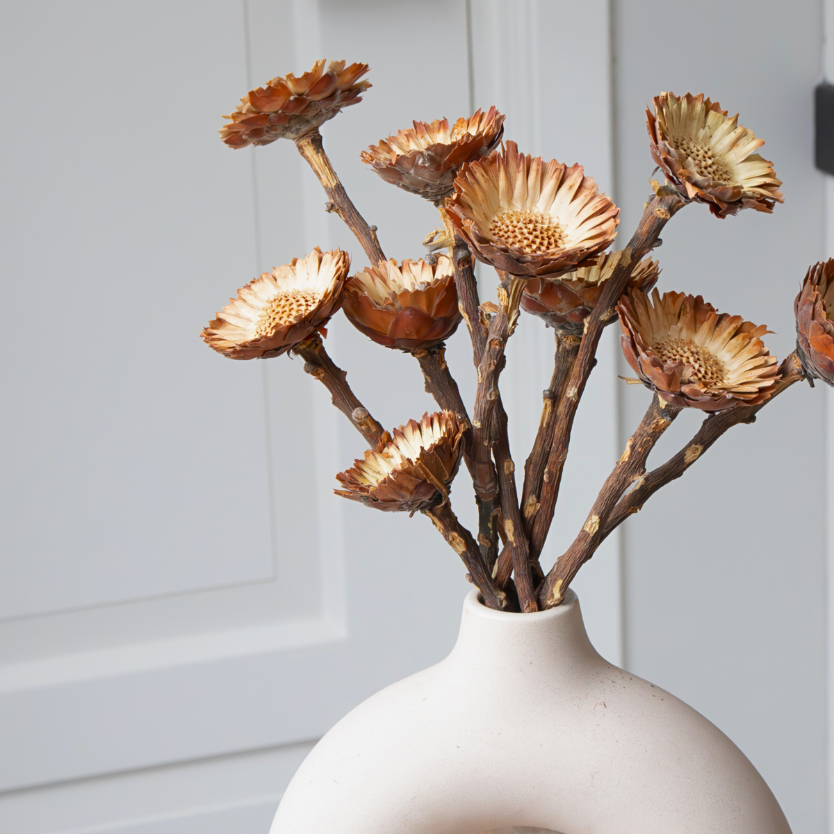 Dried flowers - 10 pcs. - Bouquet 'Protea Compacta' - Dryflowers