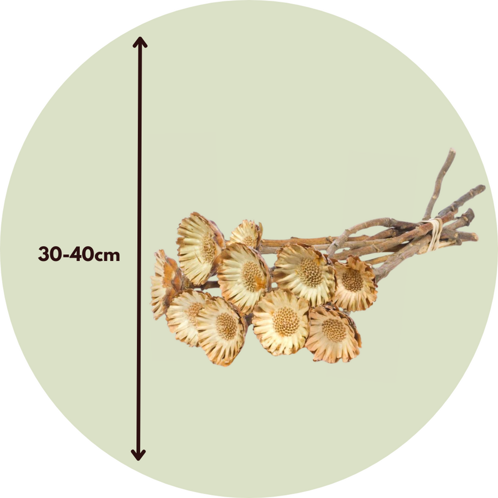 Dried flowers - 10 pcs. - Bouquet 'Protea Compacta' - Dryflowers