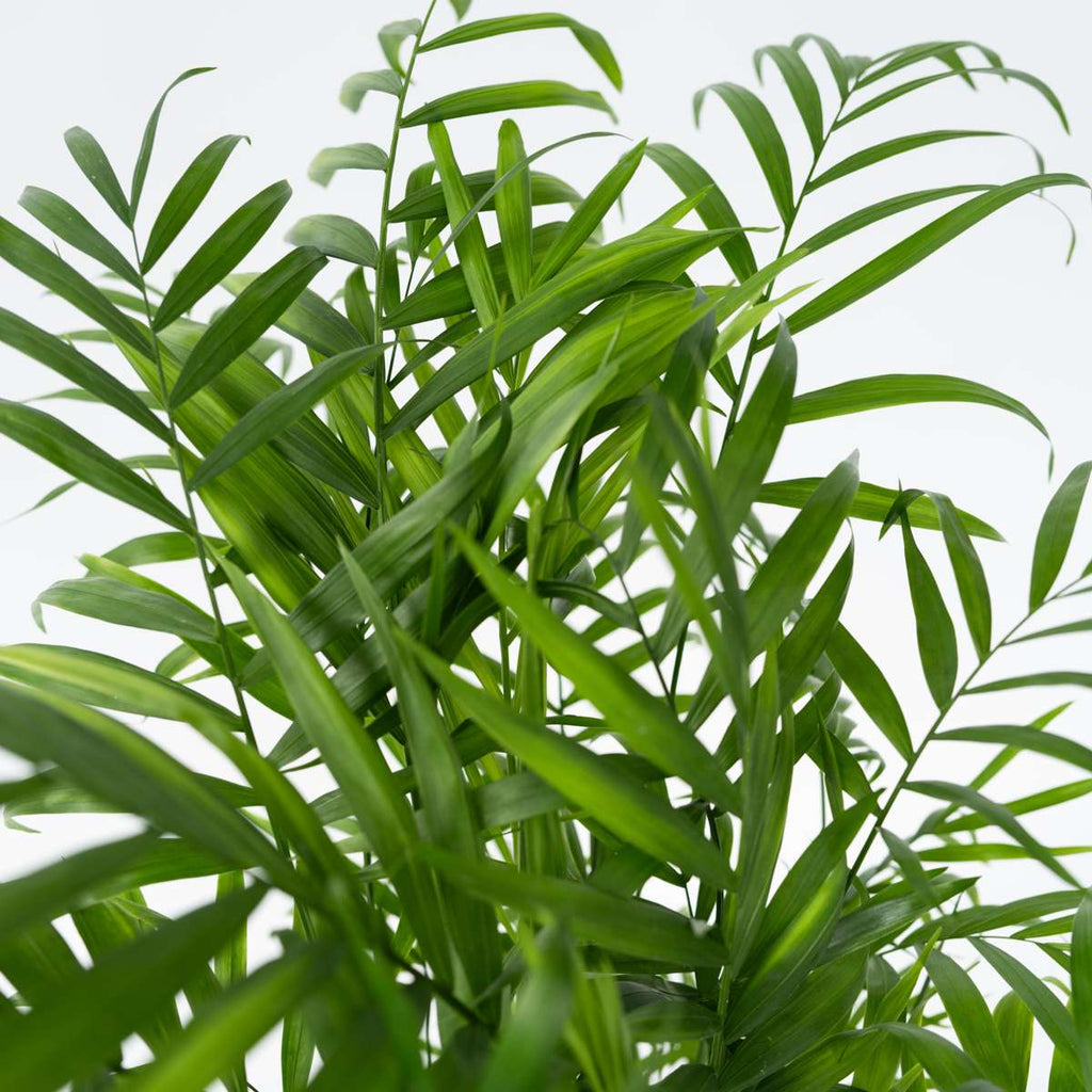 Parlour Palm - Chamaedorea elegans - Height 80-90cm - ⌀20cm