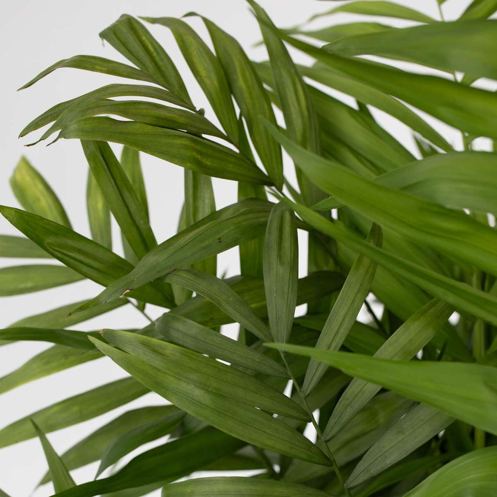 Parlour Palm - Chamaedorea elegans - Height 80-90cm - ⌀20cm