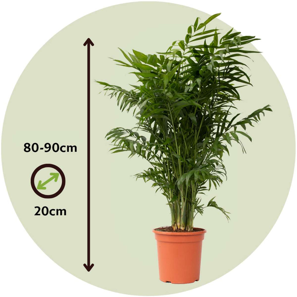 Parlour Palm - Chamaedorea elegans - Height 80-90cm - ⌀20cm
