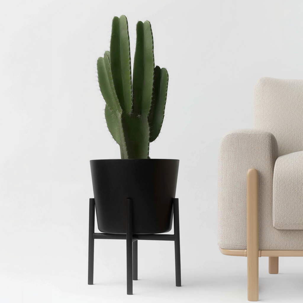 Candelabra tree cactus - Euphorbia ingens - Height 85-95cm - ⌀24cm