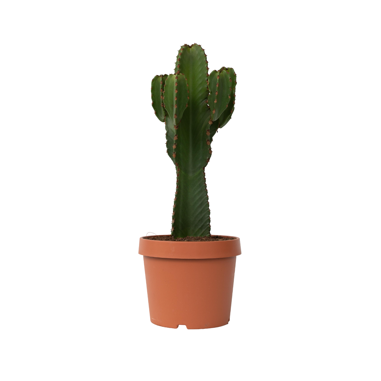 Candelabra tree cactus - Euphorbia ingens - Height 85-95cm - ⌀24cm