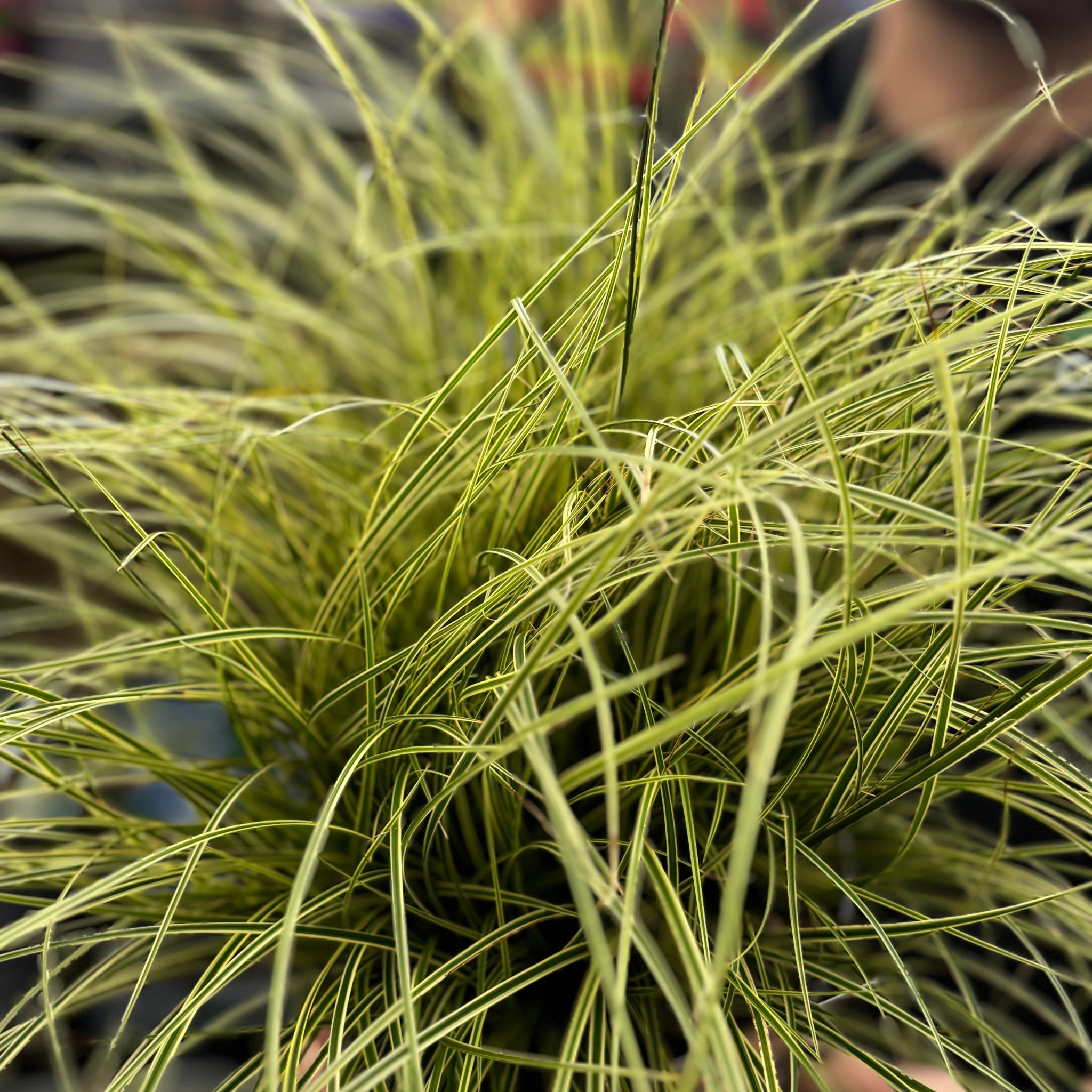 Carex brunnea 'Variegata' 3L