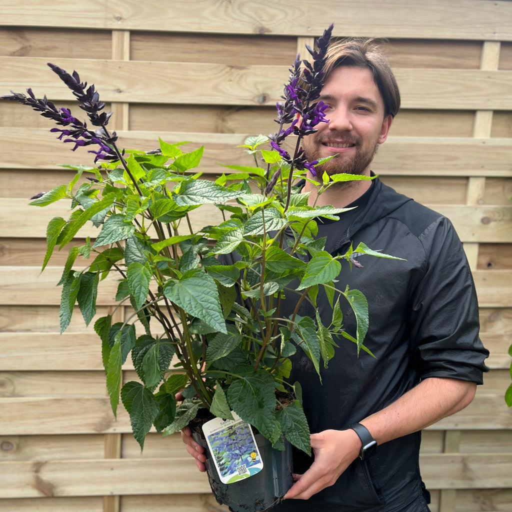 Salvia guaranitica 'Black and Bloom' 9cm Pot/3L