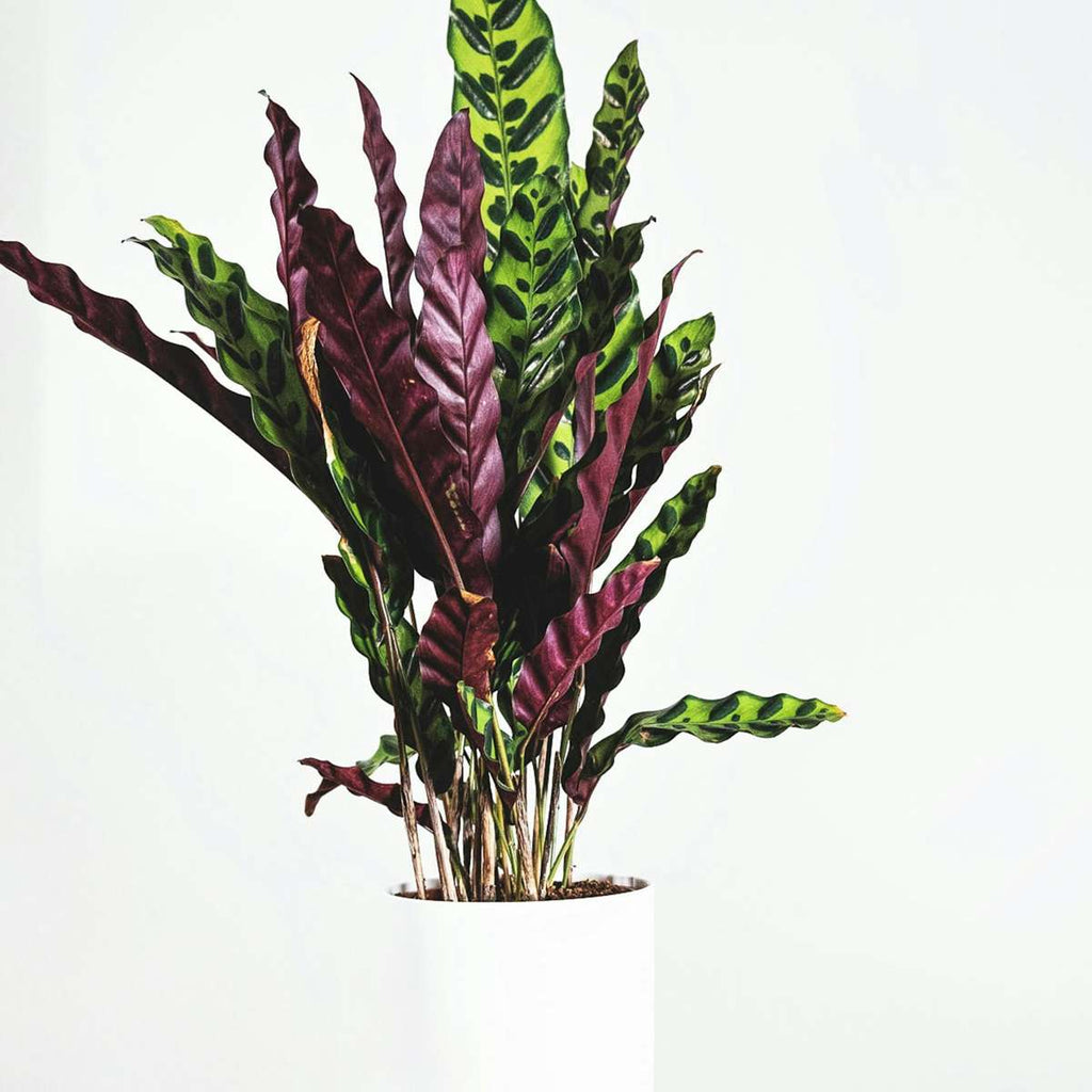 Prayer Plant - Calathea 'Wavestar' - Height 90cm - ⌀27cm