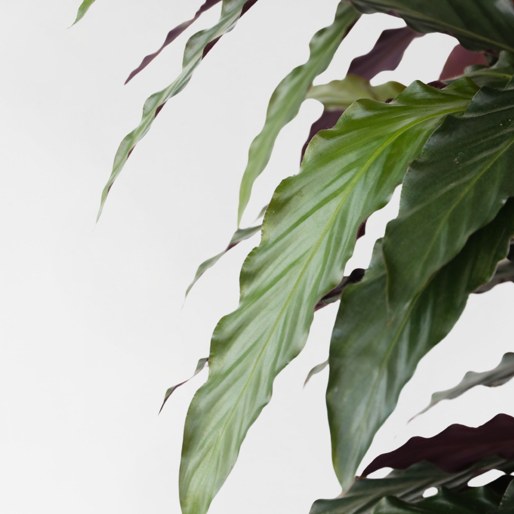 Prayer Plant - Calathea 'Wavestar' - Height 90cm - ⌀27cm