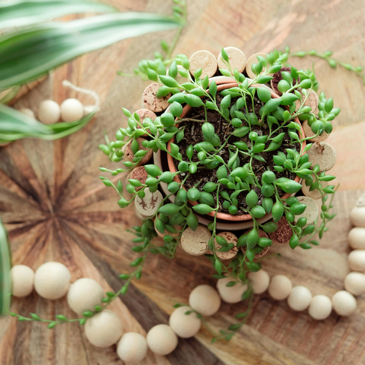 String of Pearls - Senecio rowleyanus - Height 10-20cm - ⌀12cm