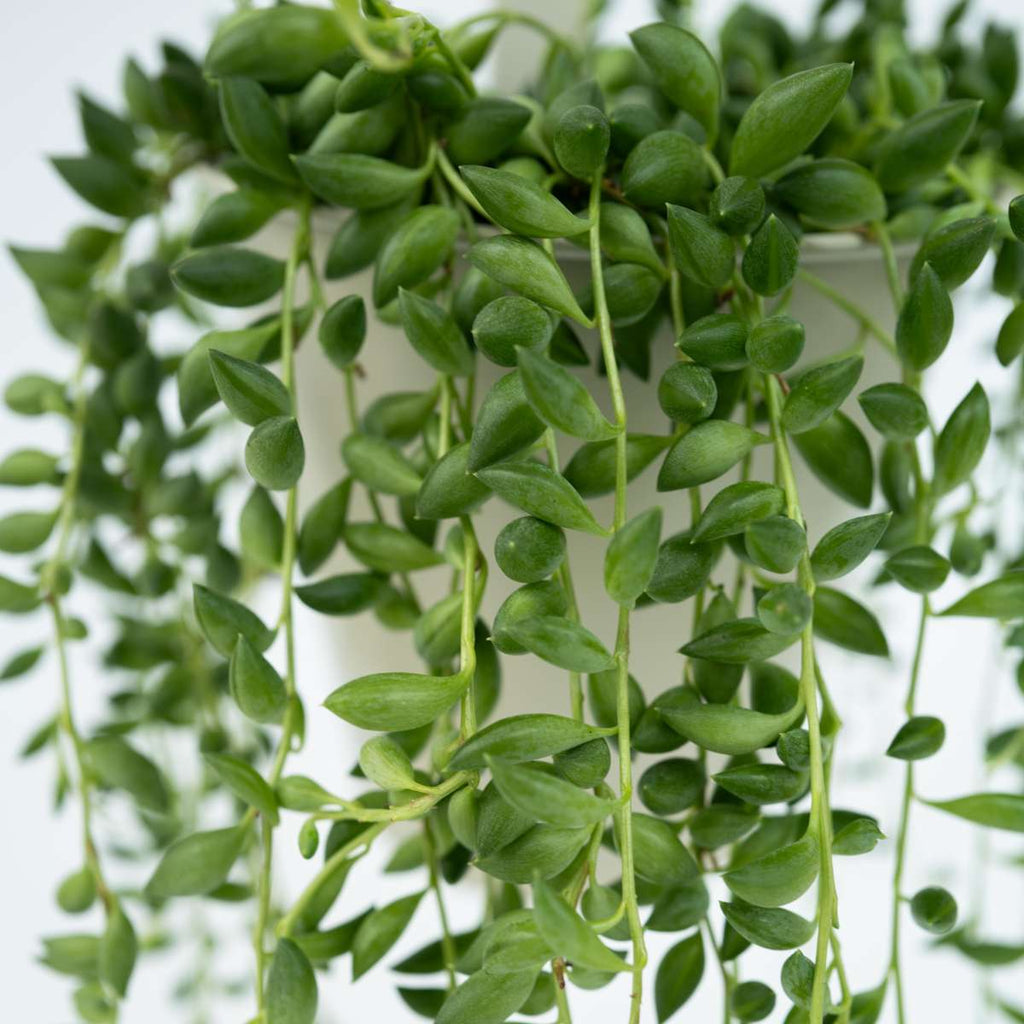 String of Pearls - Senecio rowleyanus - Height 10-20cm - ⌀12cm