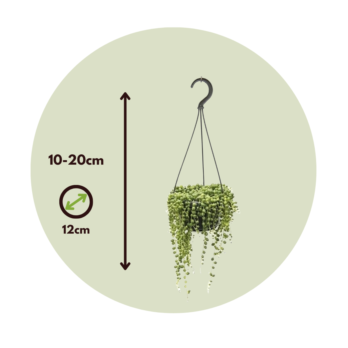 String of Pearls - Senecio rowleyanus - Height 10-20cm - ⌀12cm
