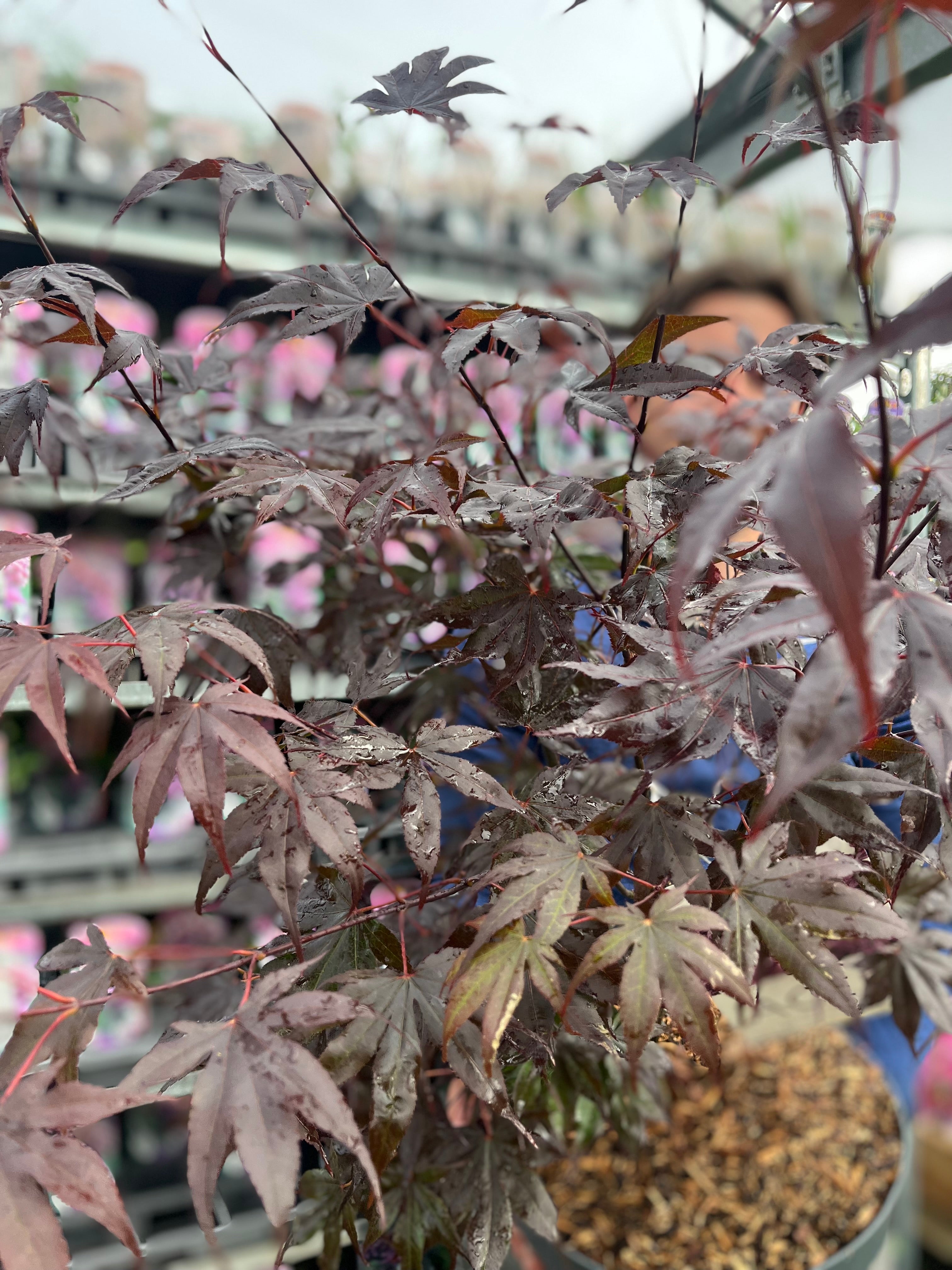 Acer palmatum 'Bloodgood' 3L / 10L