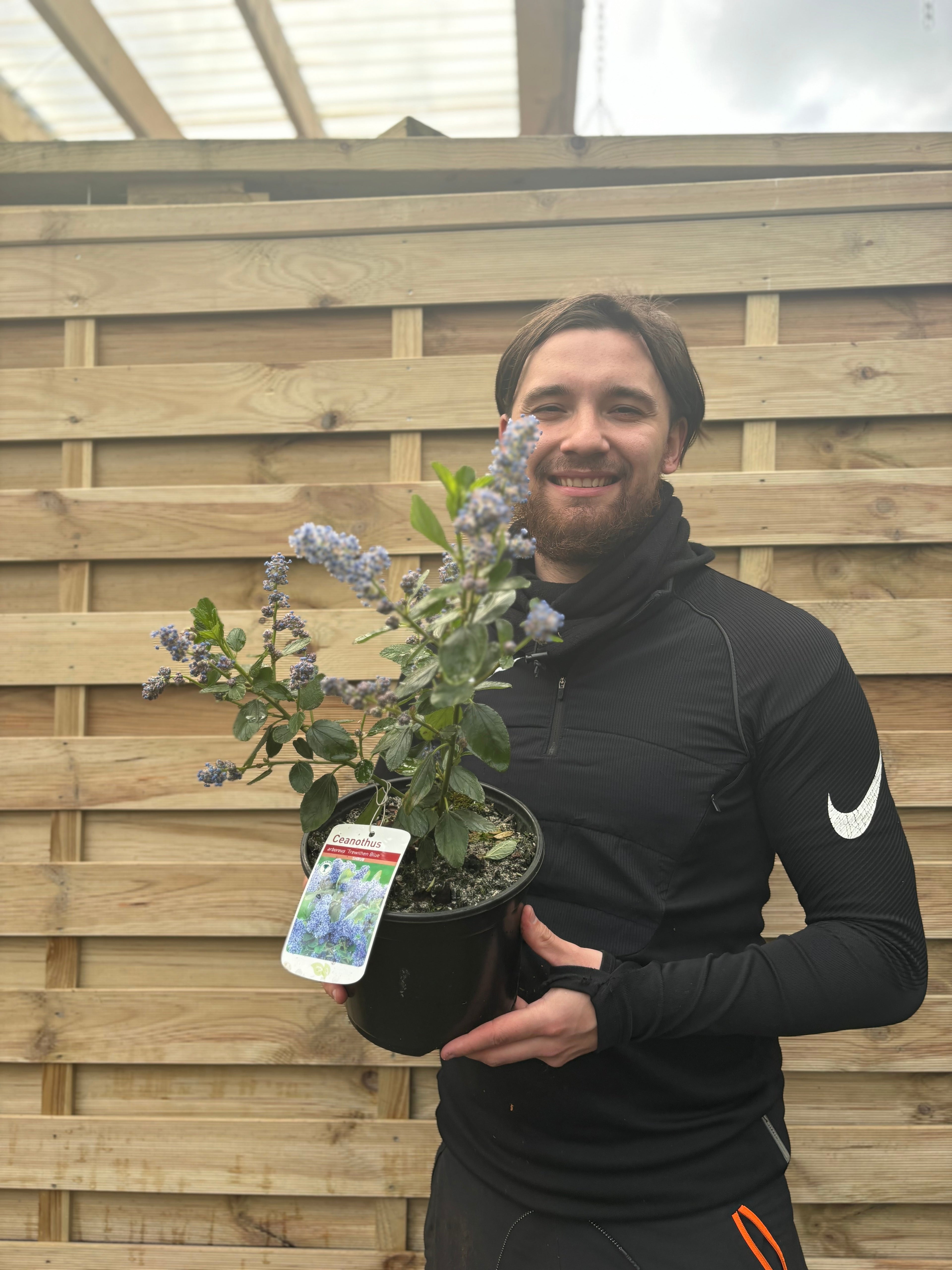 Ceanothus 'Trewithen Blue' (Californian Lilac) 3L