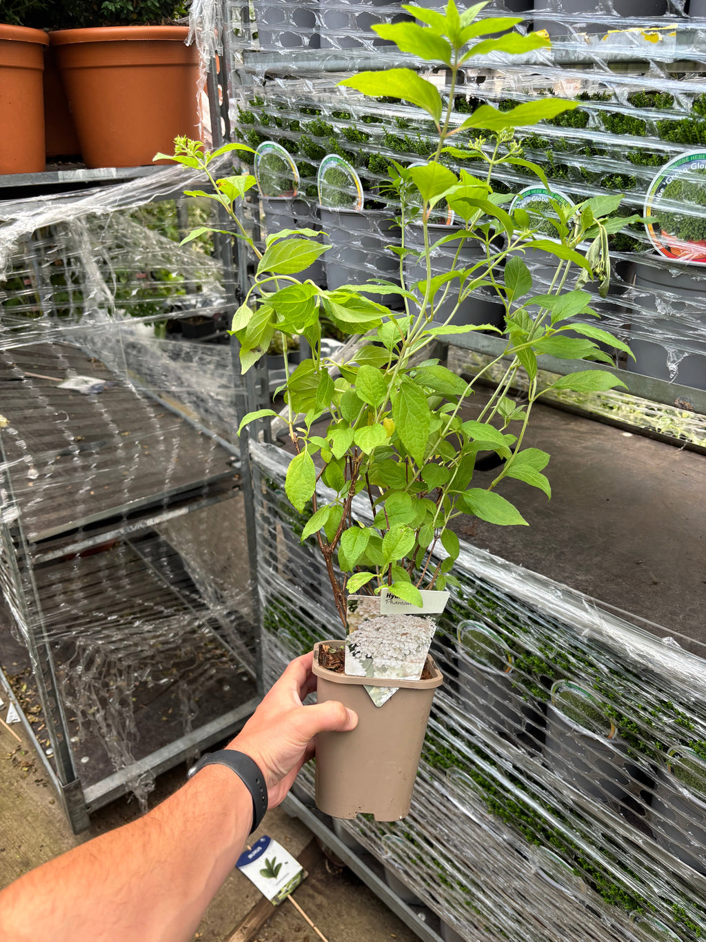 Hydrangea paniculata Phantom 1L (30-40cm inc. pot)