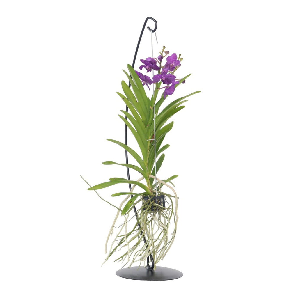 Vanda Orchid - Vanda 'Blue' - Height 45-55cm