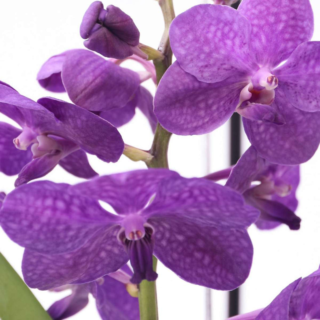Vanda Orchid - Vanda 'Blue' - Height 40-50cm - ⌀14cm