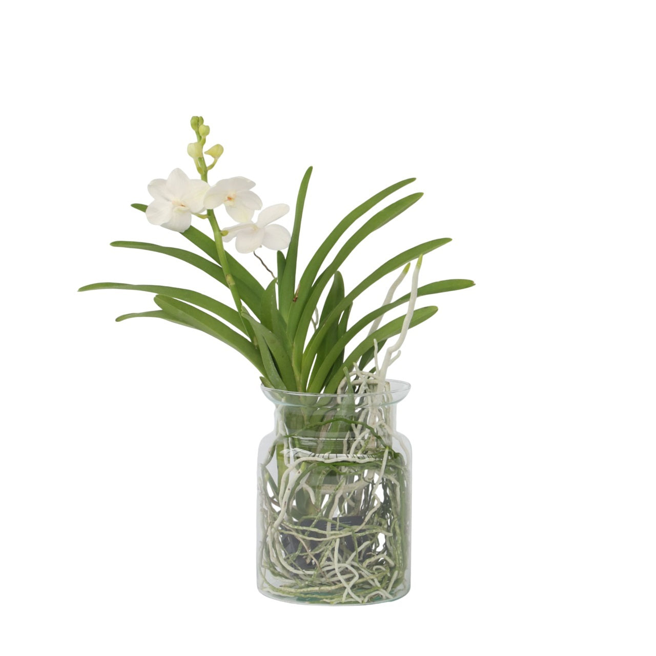 Vanda Orchid - Vanda 'White' - Height 40-50cm - ⌀14cm