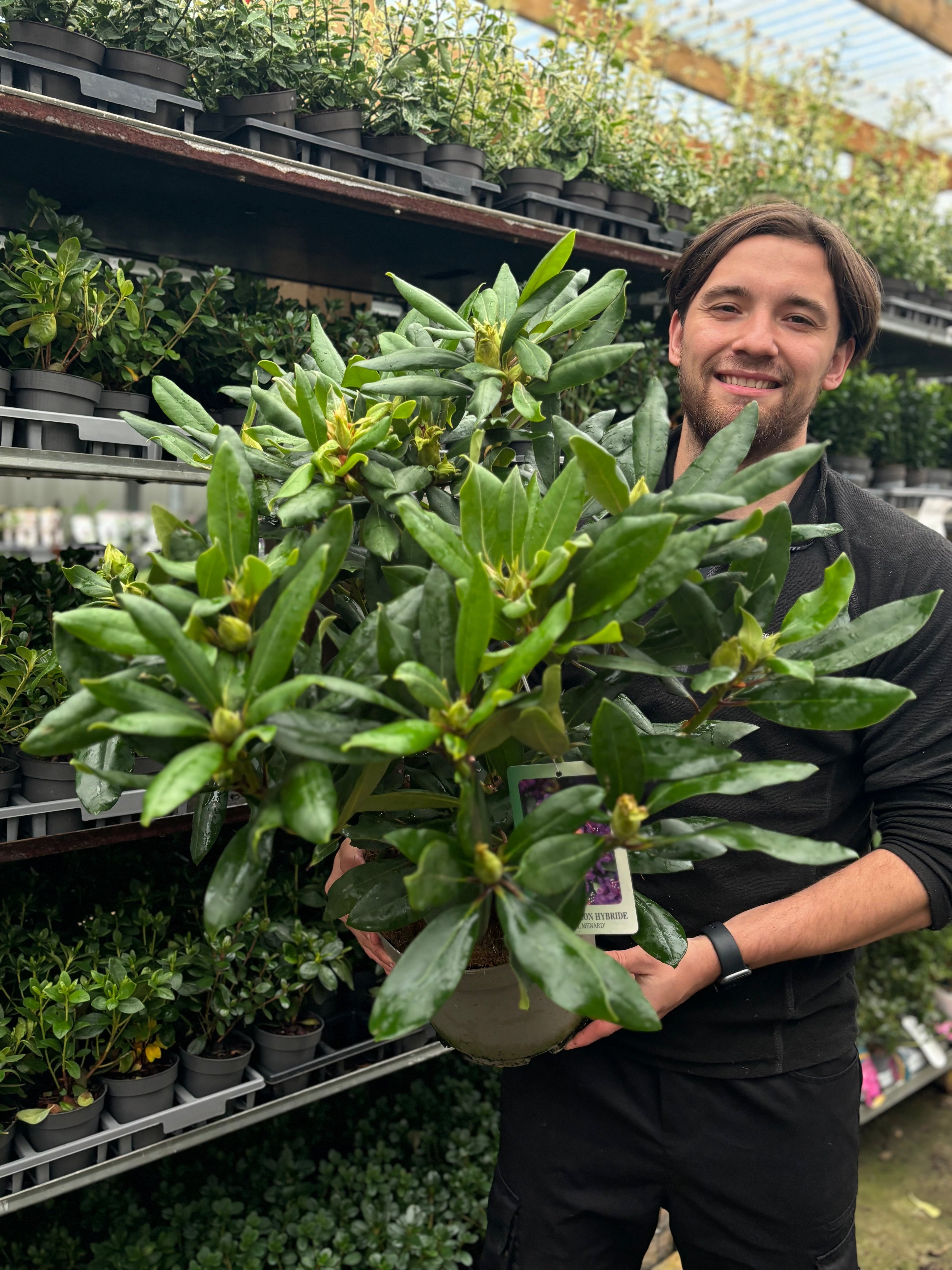 Rhododendron 'Marcel Menard' 2L / 5L