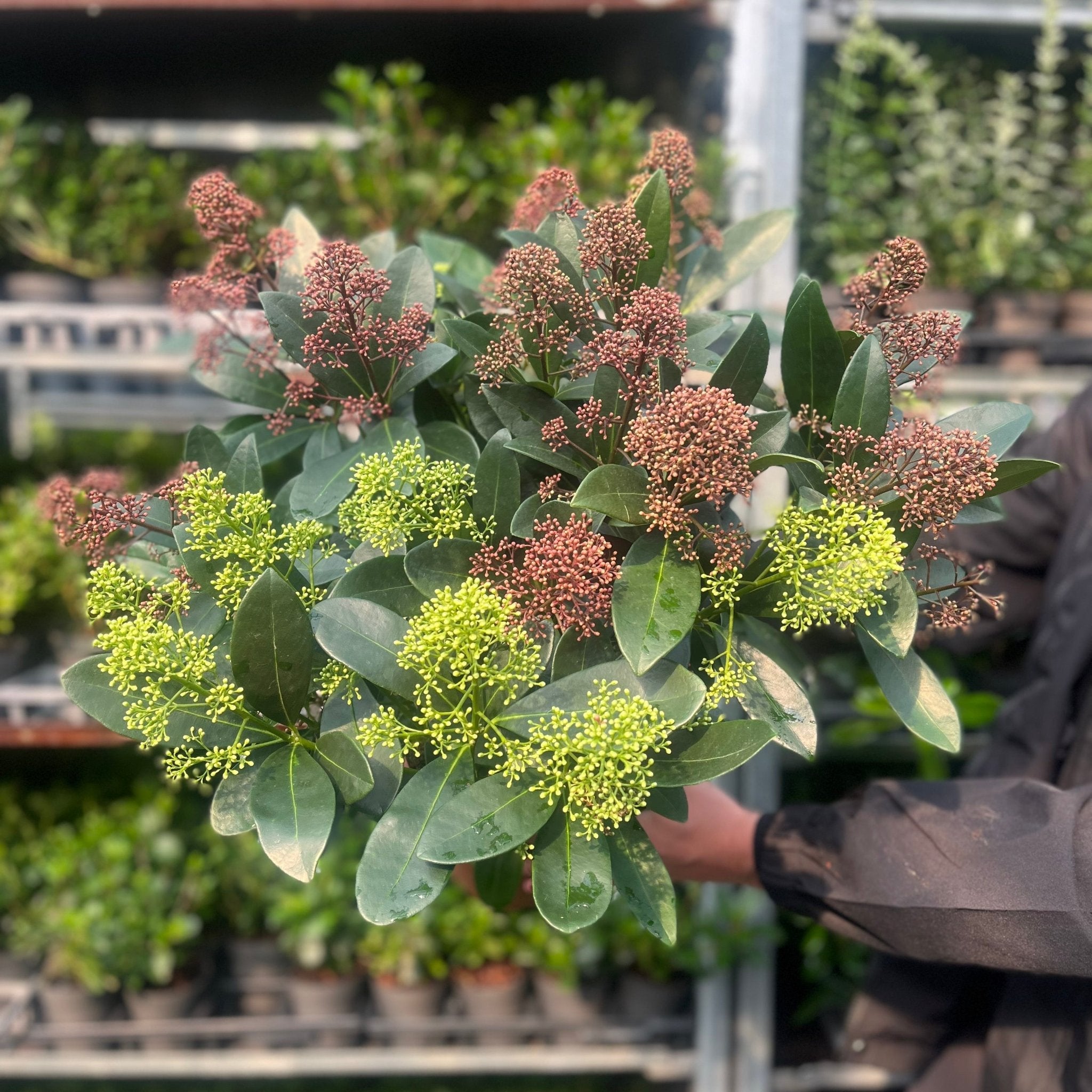Skimmia Double Diamond 10.5cm/2L