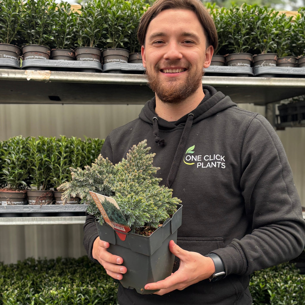 Juniperus squamata 'Blue Star' 2L