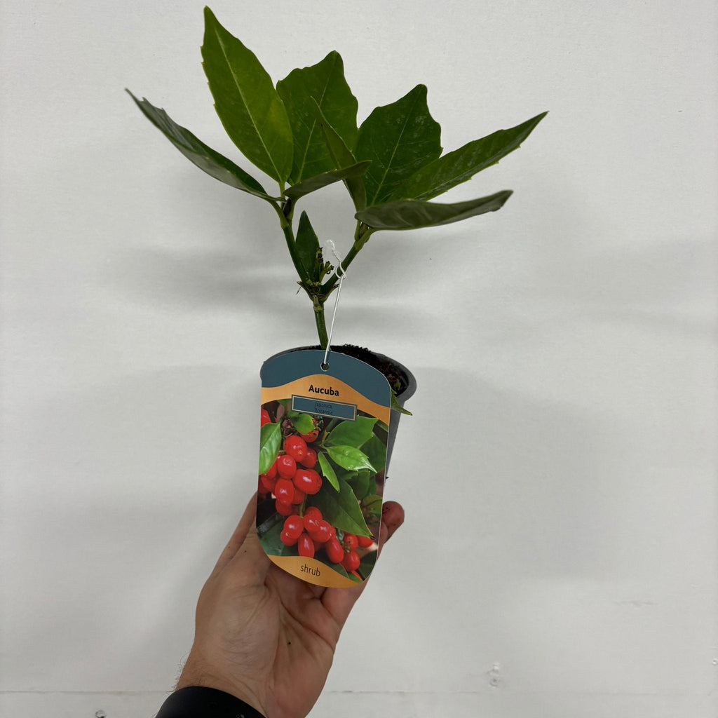 Aucuba japonica 'Rozannie' 9cm / 2L