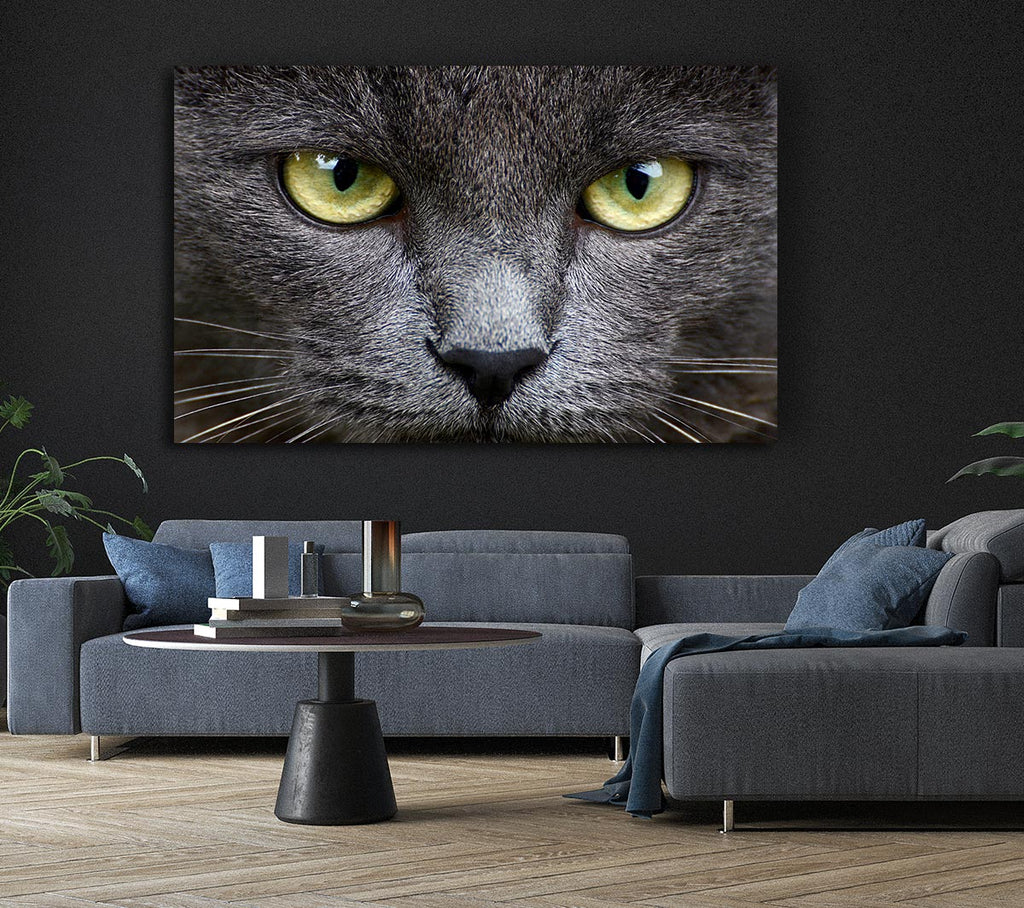 Smokey Grey Cat Canvas Wall Art