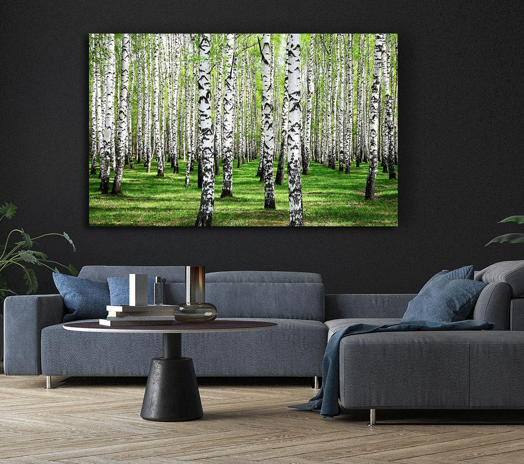 Silver Birch Beauty Canvas Wall Art