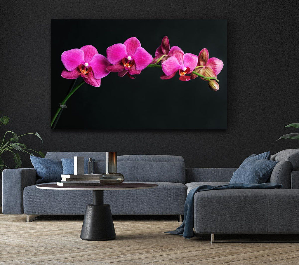 Pink Orchids Curve Canvas Wall Art