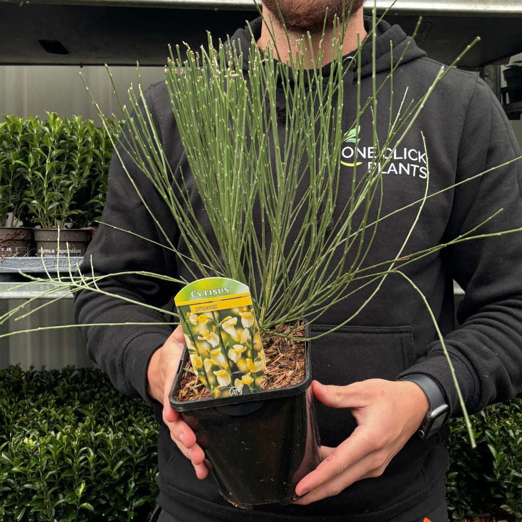 Cytisus 'praecox' 2L