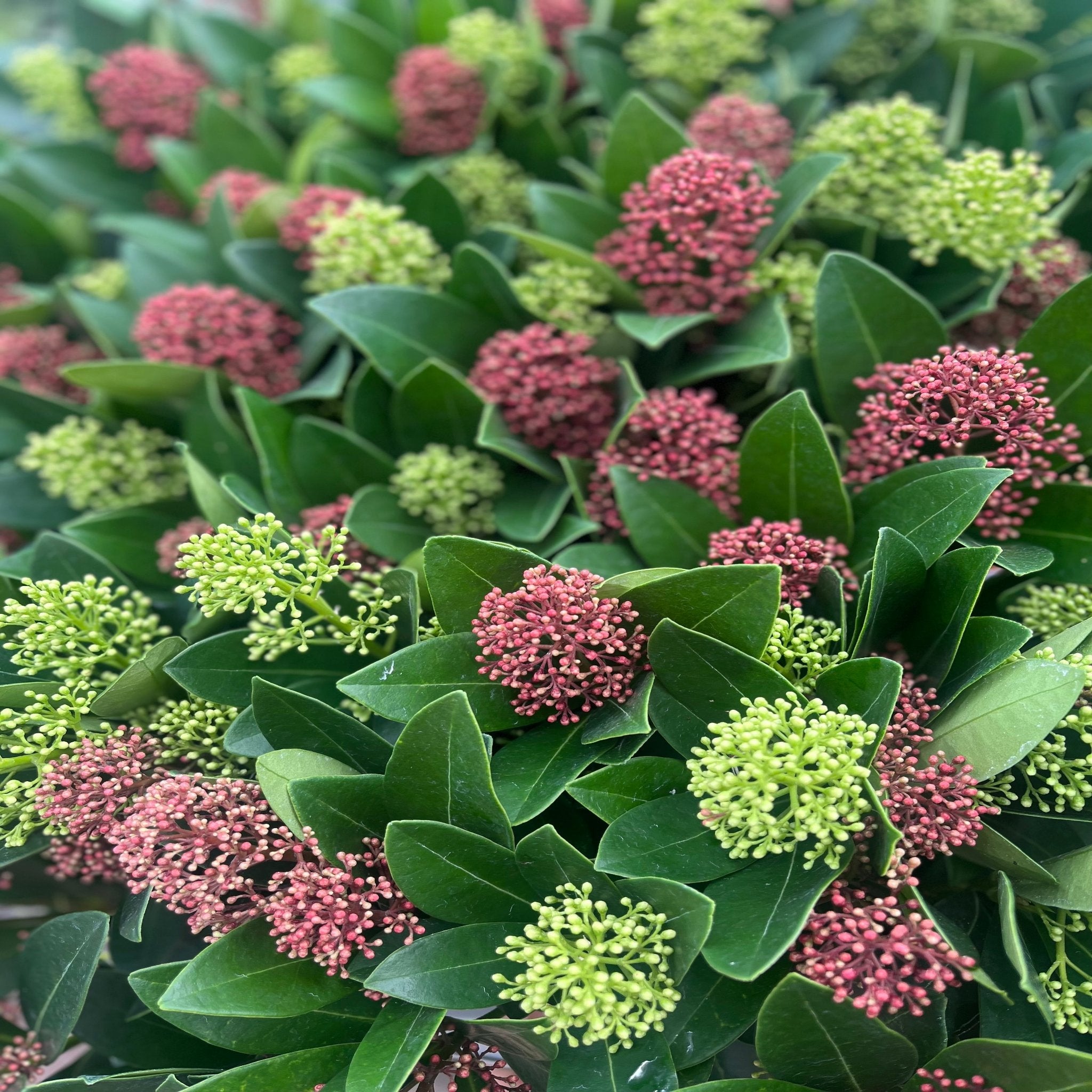 Skimmia Double Diamond 10.5cm/2L