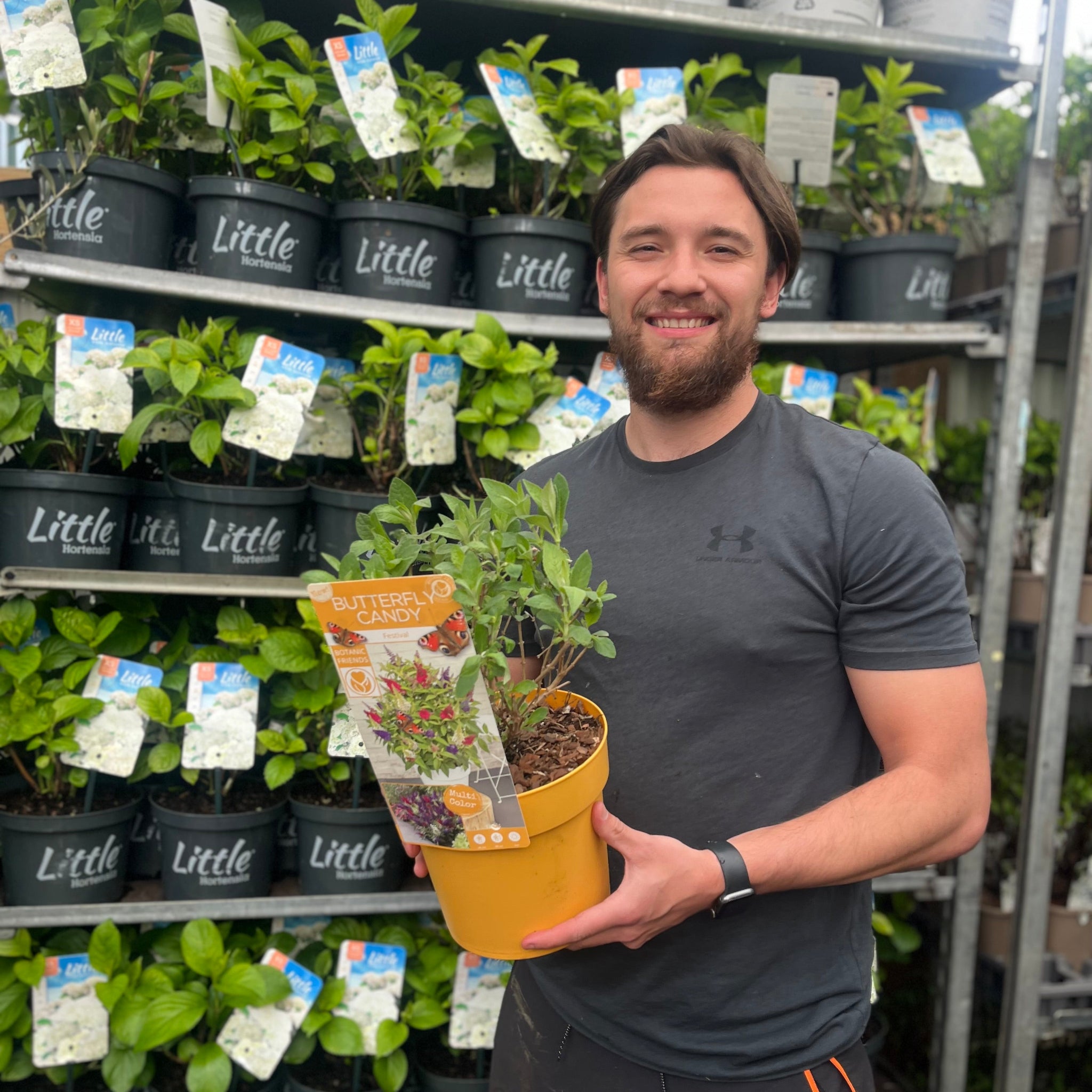 Buddleja 'Festival' Candy Mix 3L