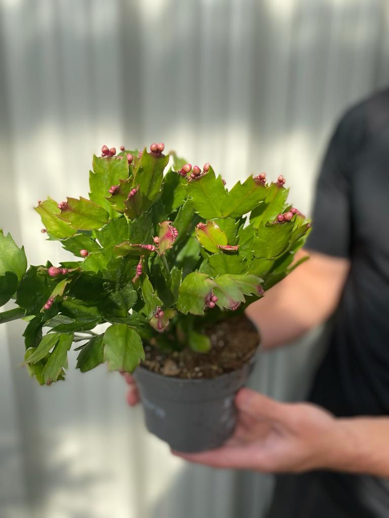 Christmas Cactus (Schlumbergera bridgesii)