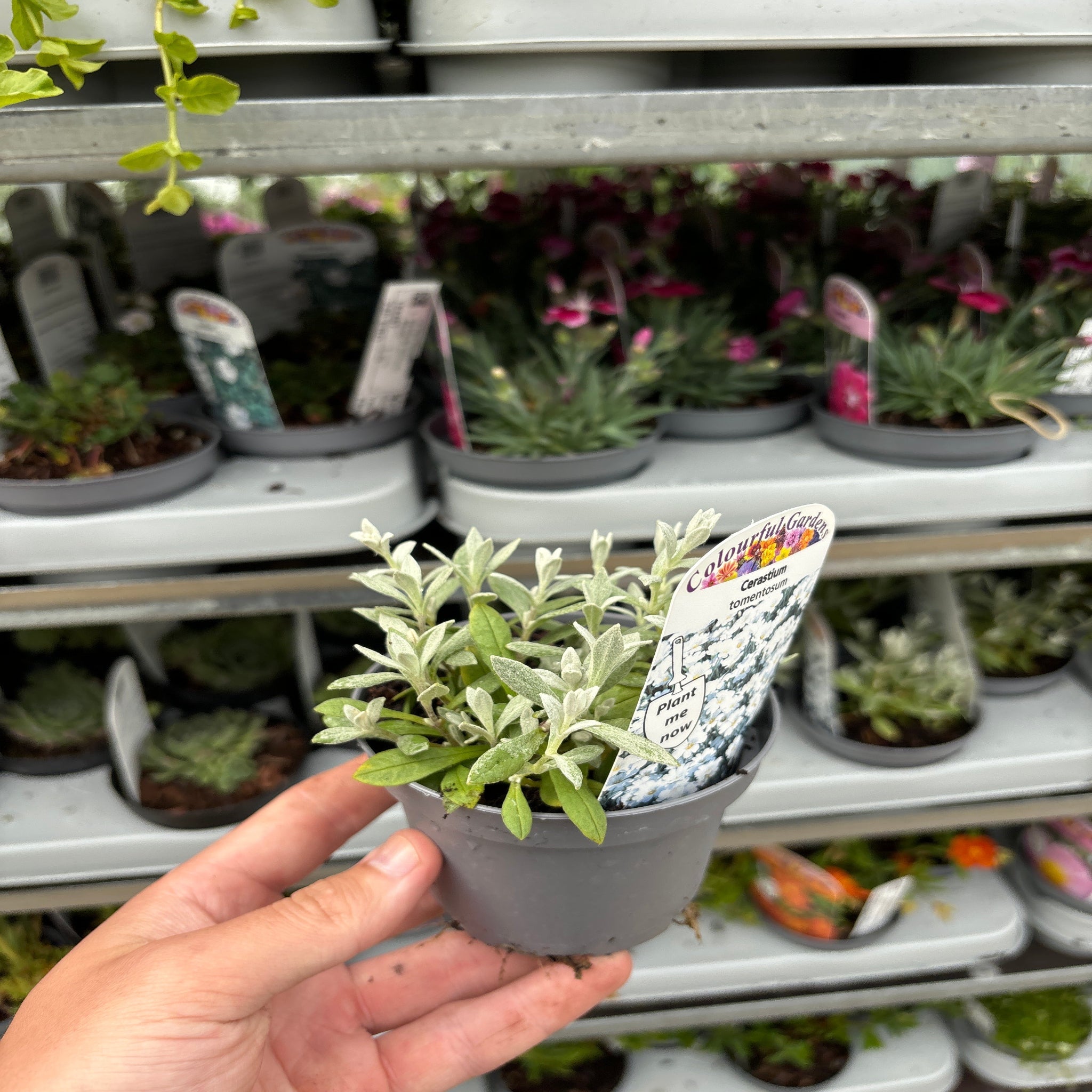 CERASTIUM tomentosum 9cm
