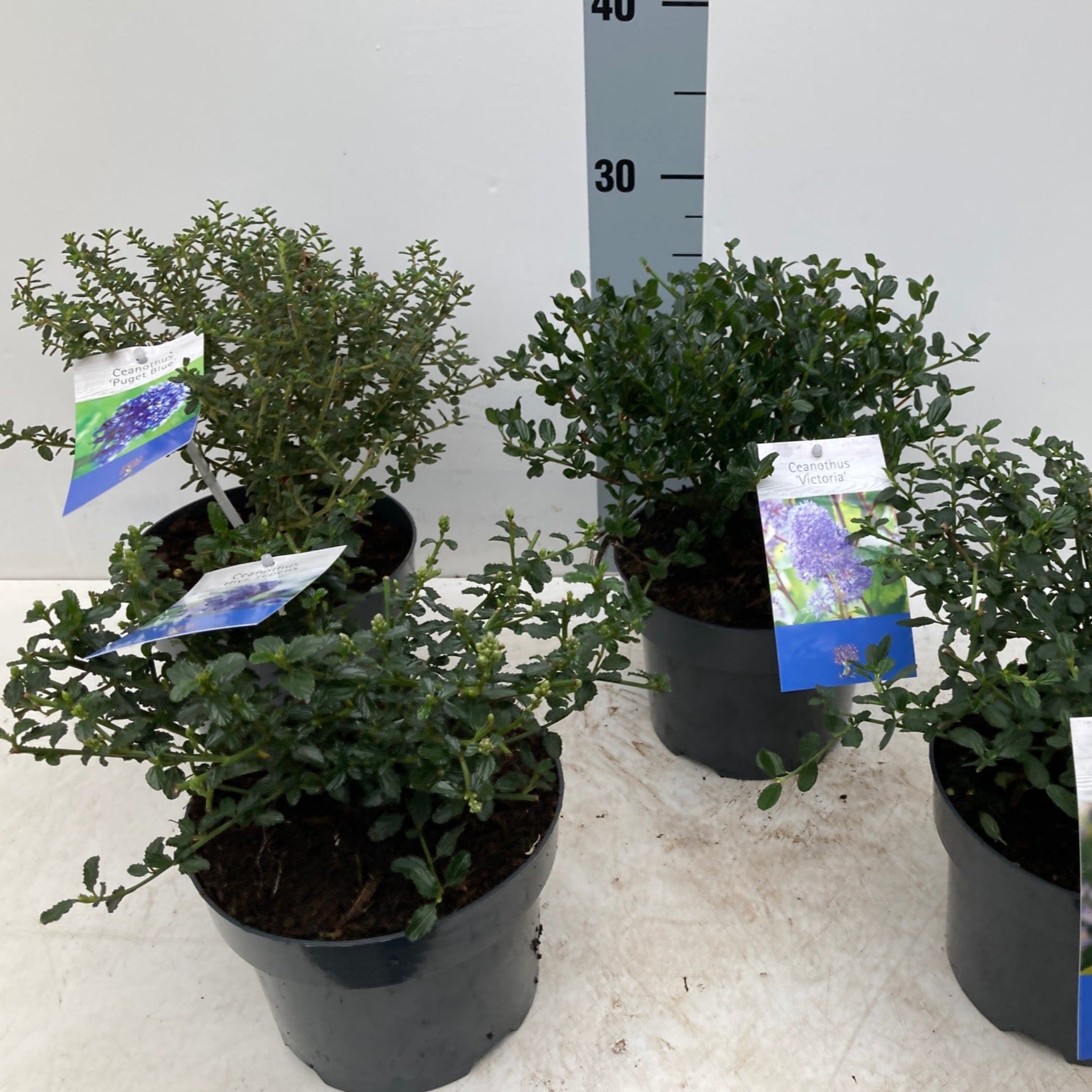 Ceanothus 'Puget Blue' (Californian Lilac) 9cm / 2L