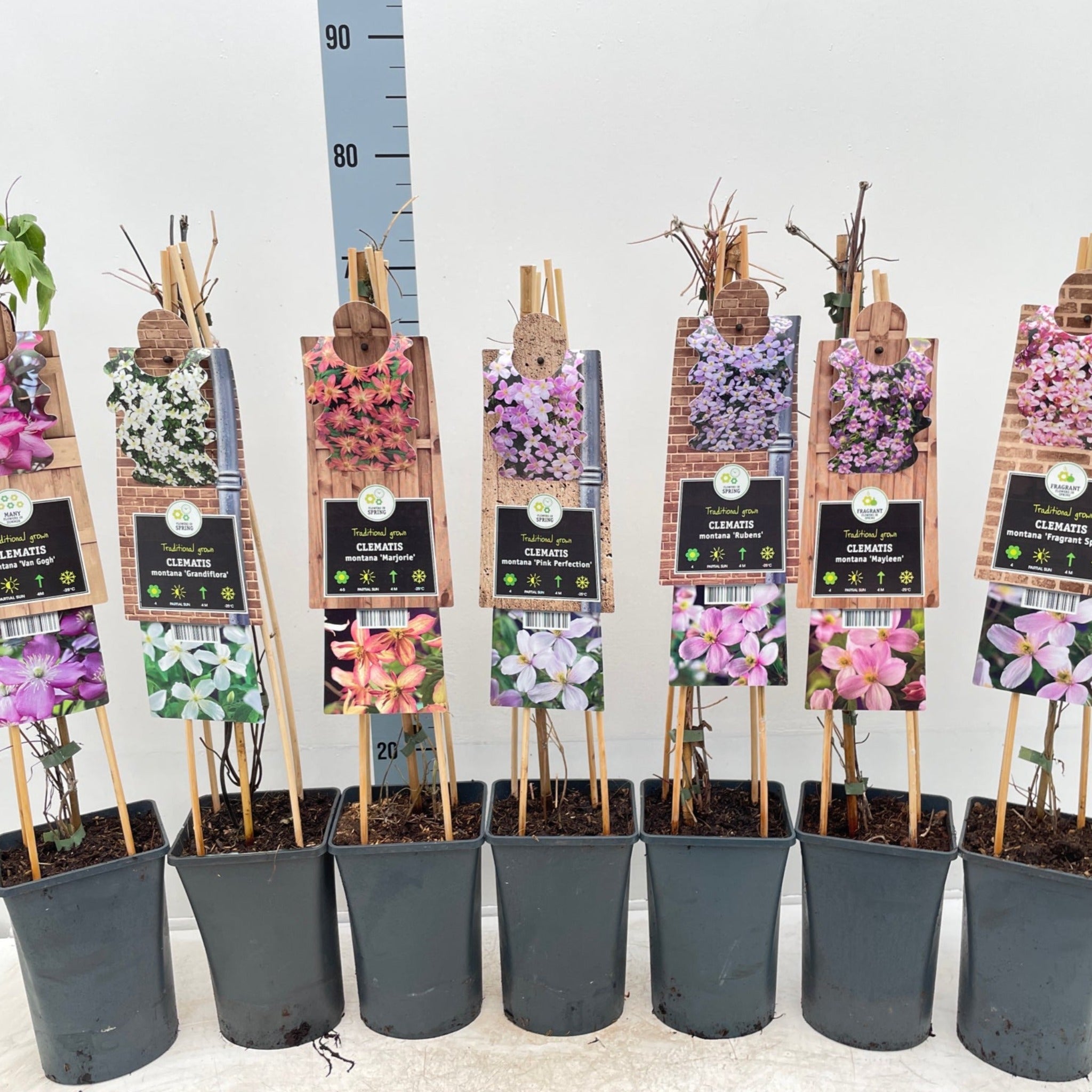 Clematis montana 'Marjorie' 60cm