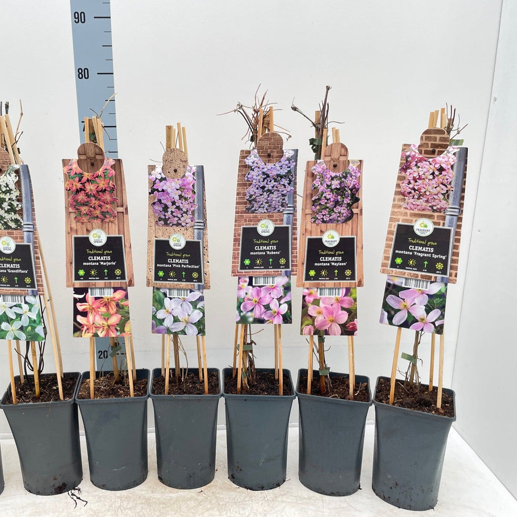 Clematis montana 'Mayleen' 60cm