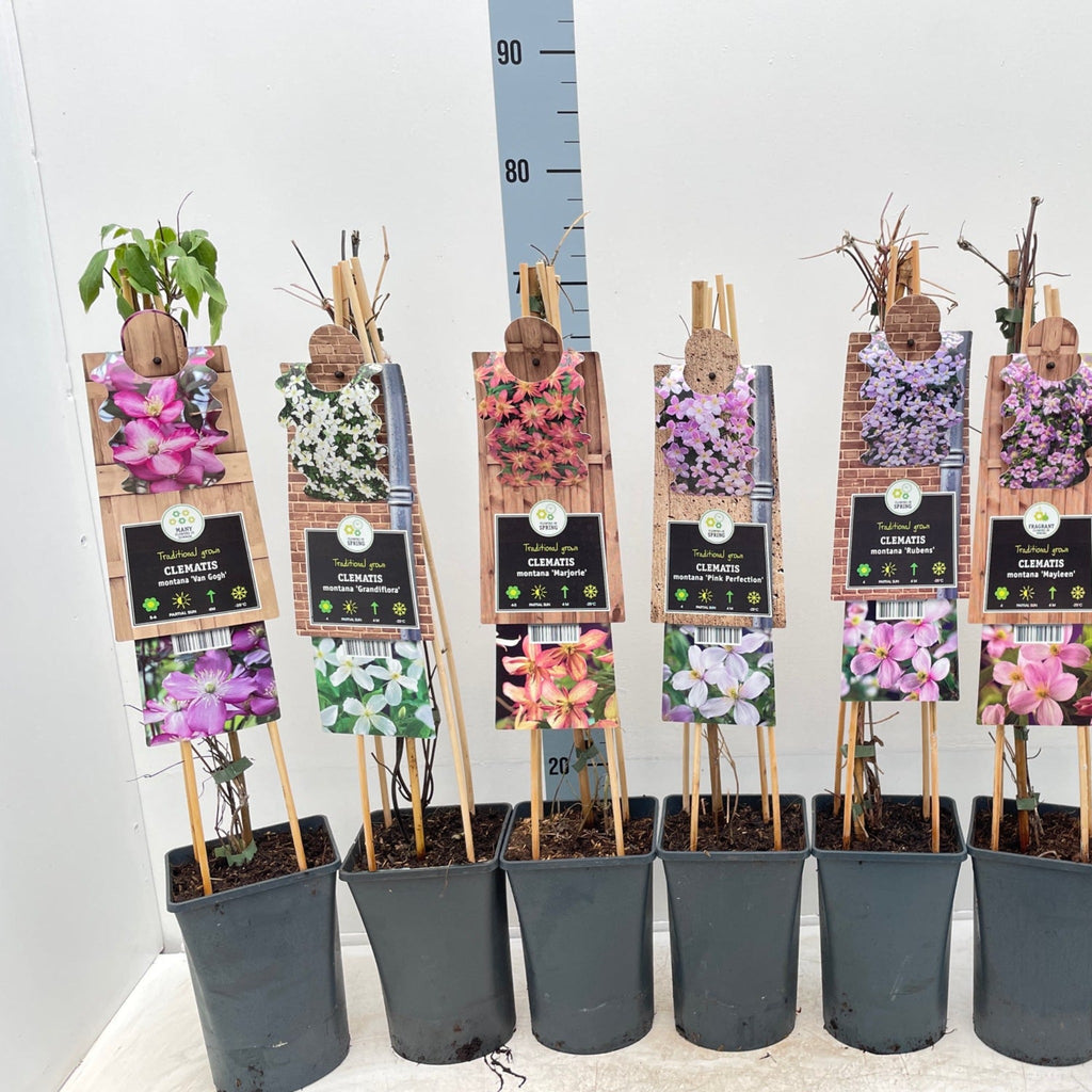 Clematis montana 'Grandifola' 75cm