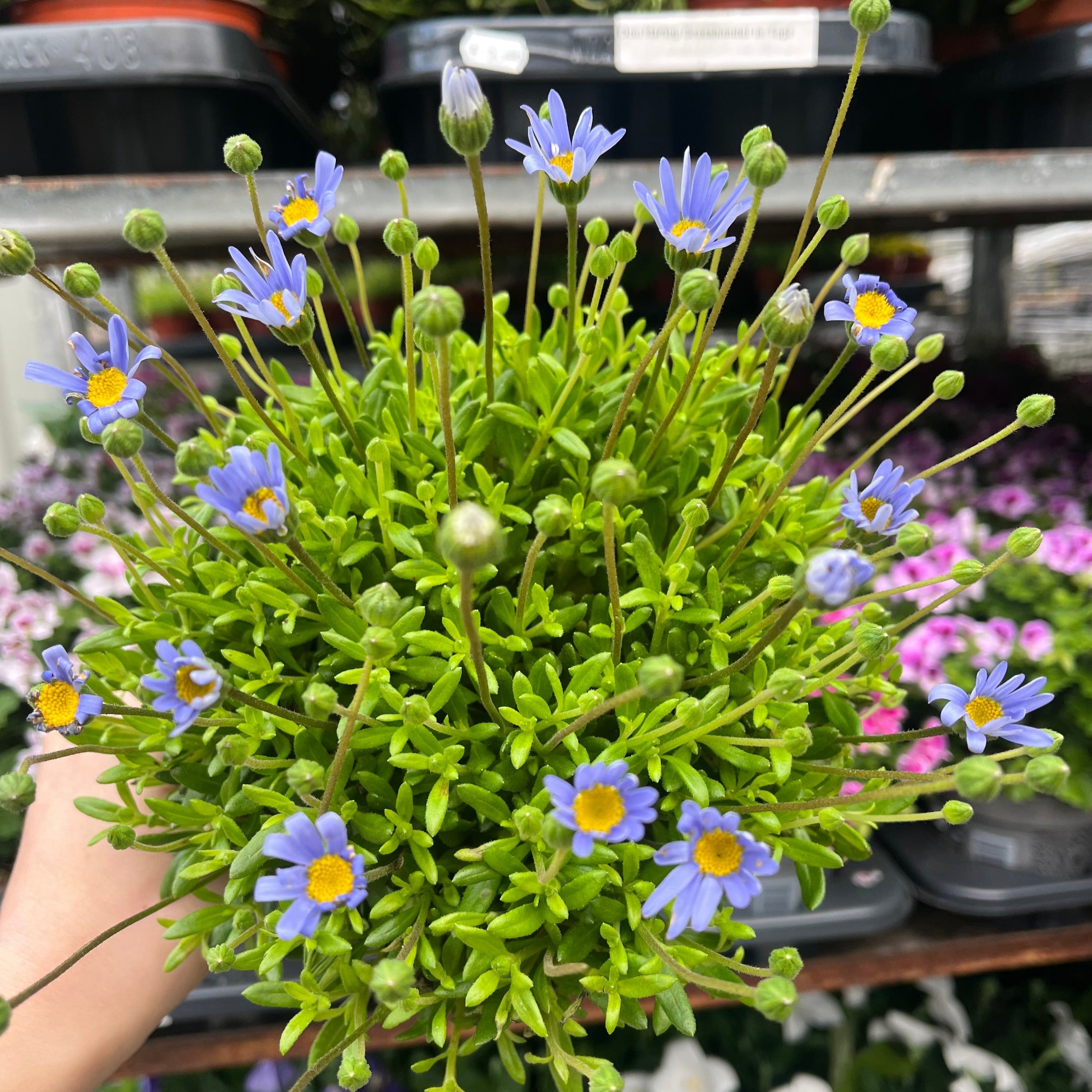 Felicia amelloides 1.5L