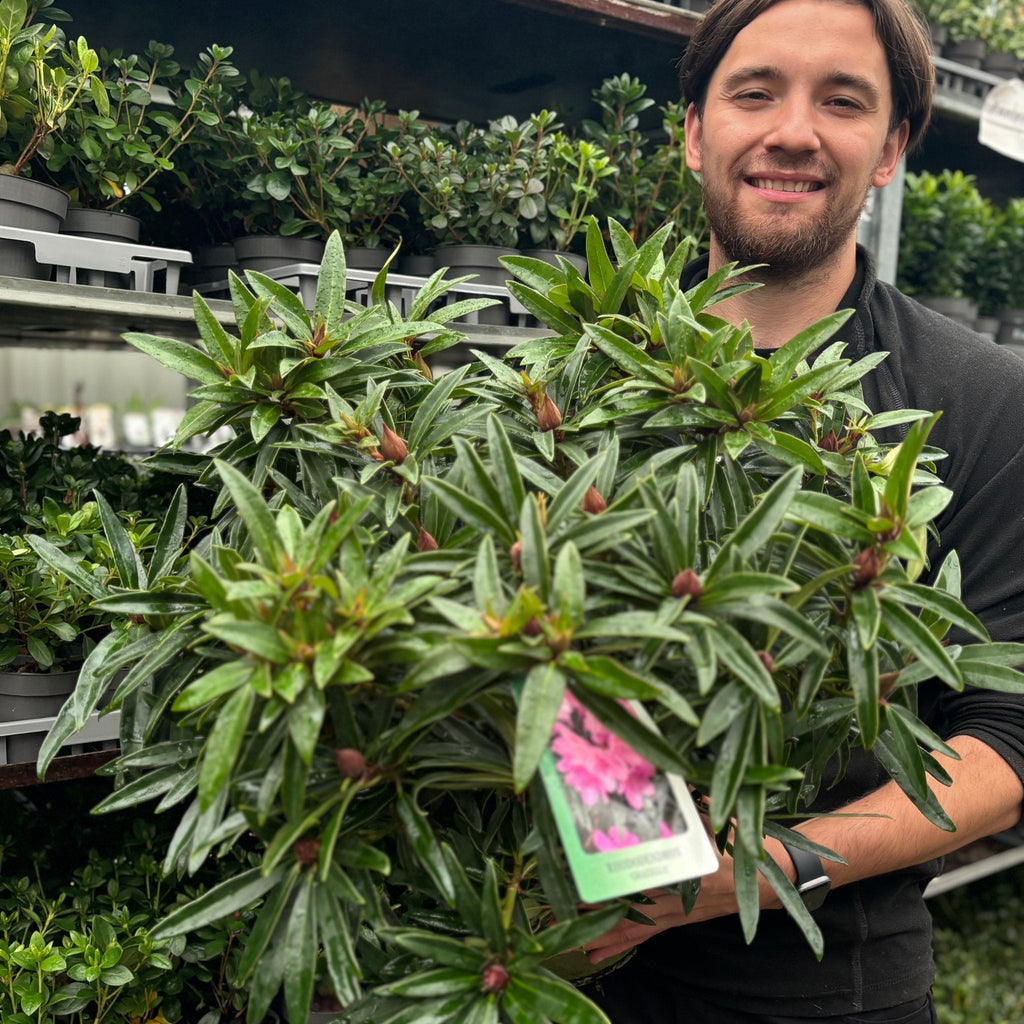 Rhododendron 'Graziella' 3L / 5L