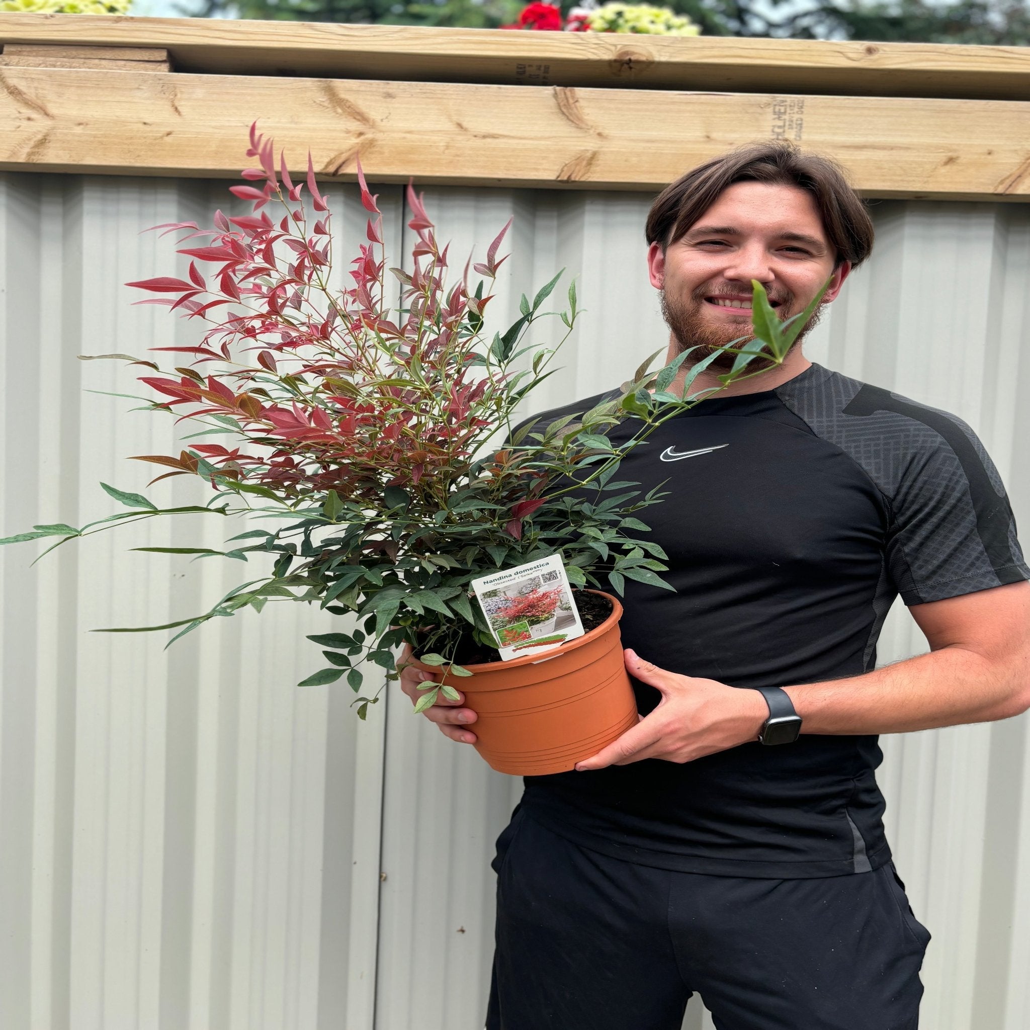 Nandina domestica 'Obsessed' 9cm / 3L