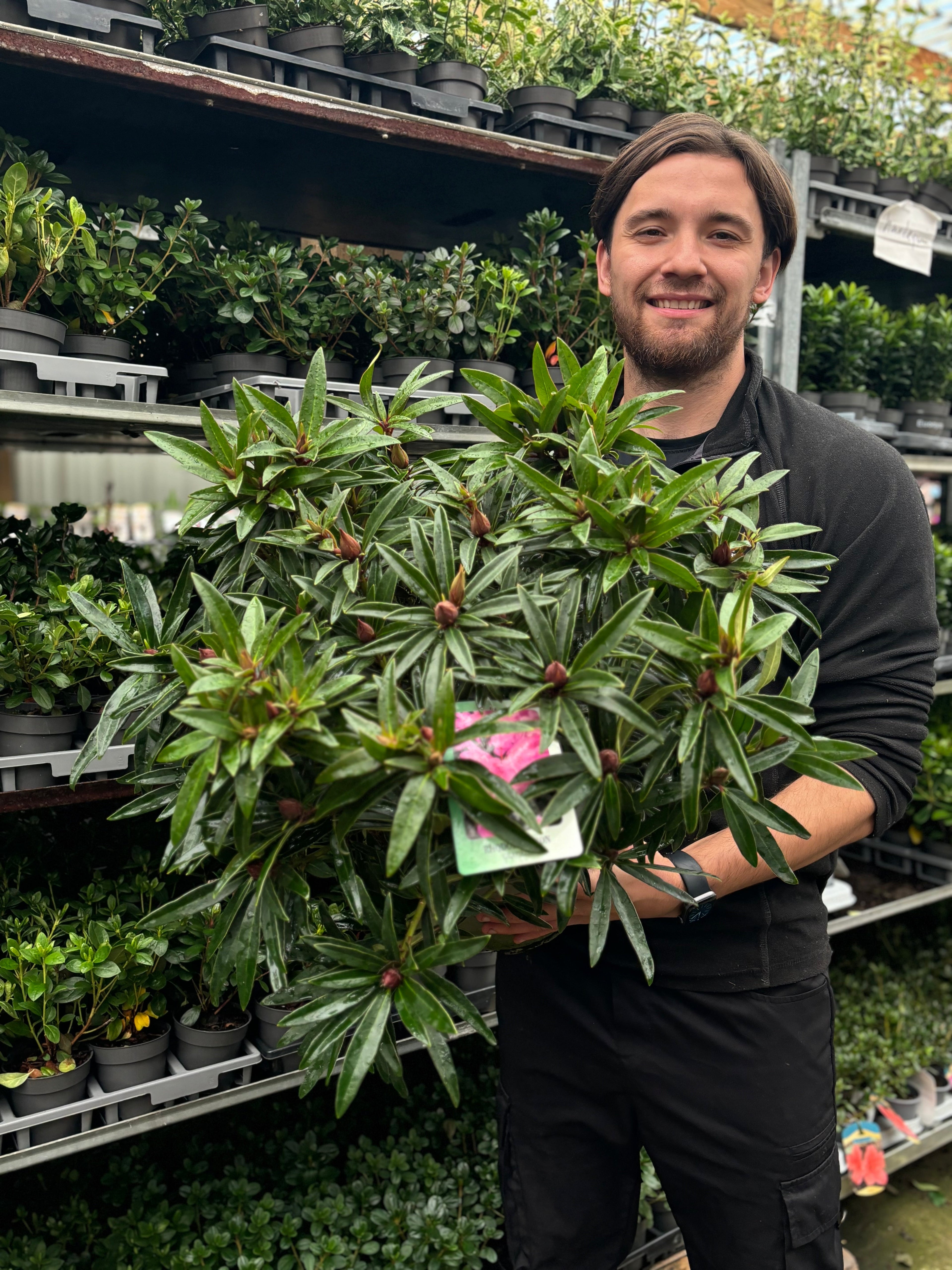 Rhododendron 'Graziella' 3L / 5L