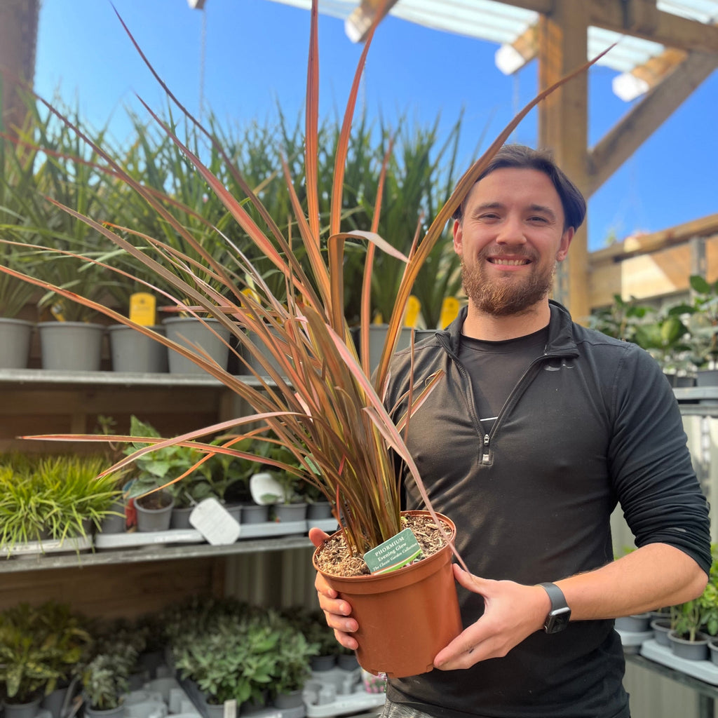 Phormium 'Evening Glow' 2L (40-50cm inc. pot)