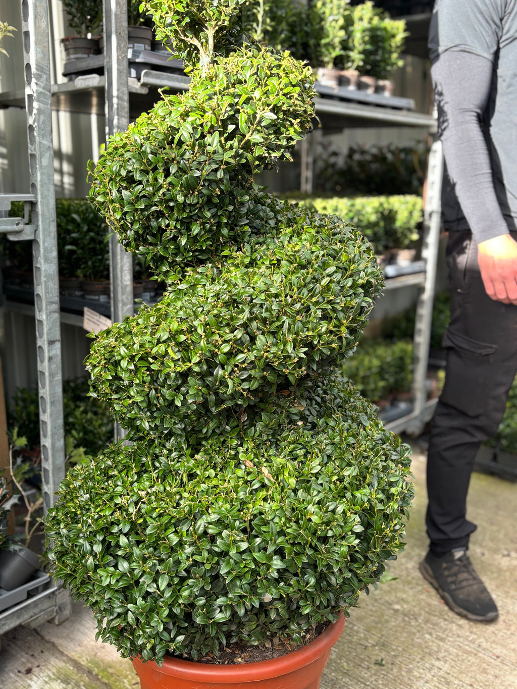 Buxus Spiral | Buxus sempervirens Topiary | Box Spiral