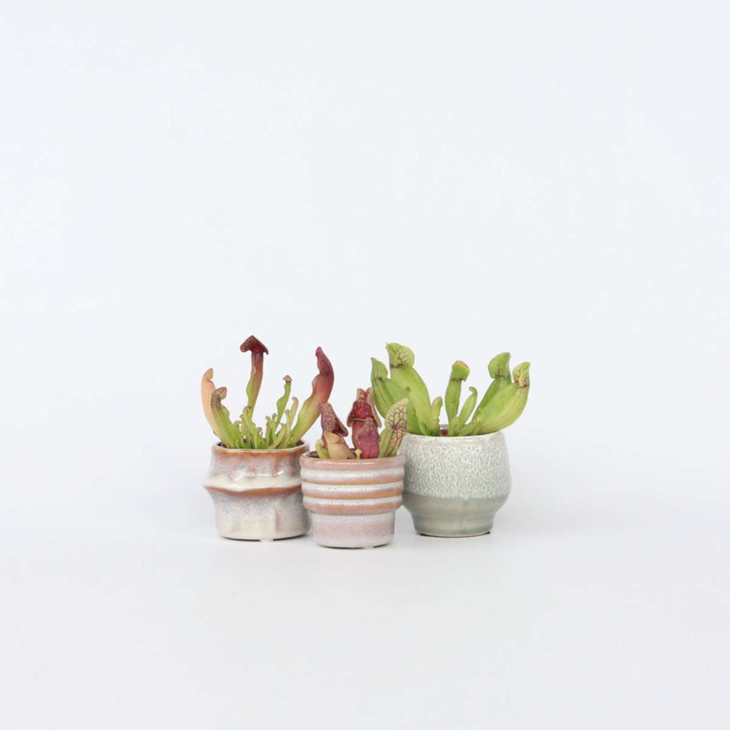 Pitcher plant - 6 pcs. - Sarracenia purpurea - Height 10cm - ⌀5,5cm