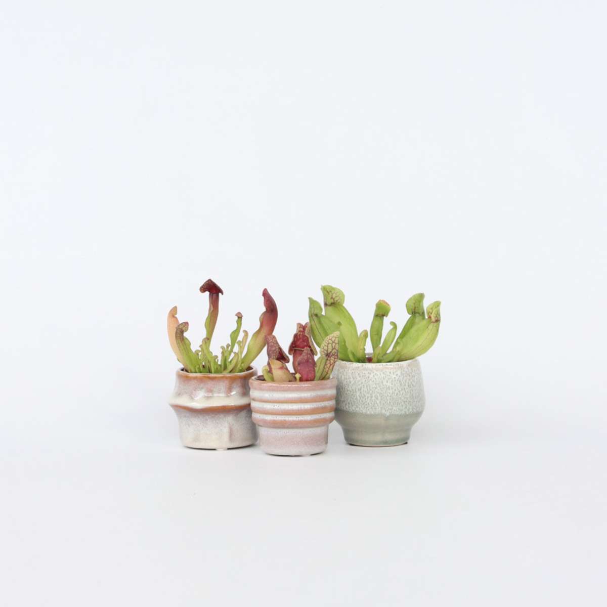 Pitcher plant - 6 pcs. - Sarracenia purpurea - Height 10cm - ⌀5,5cm