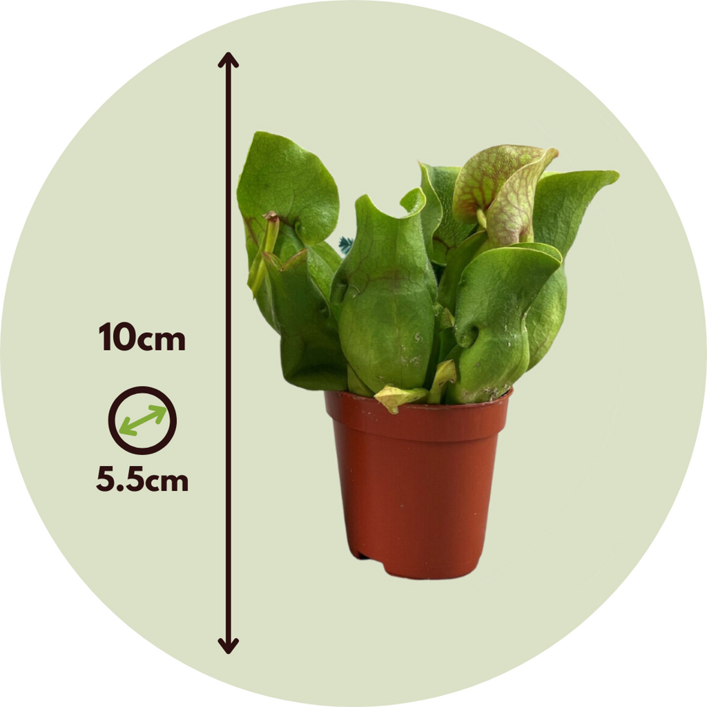 Pitcher plant - 6 pcs. - Sarracenia purpurea - Height 10cm - ⌀5,5cm