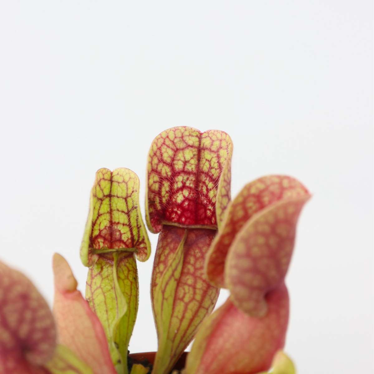 Pitcher plant - 6 pcs. - Sarracenia purpurea - Height 10cm - ⌀5,5cm