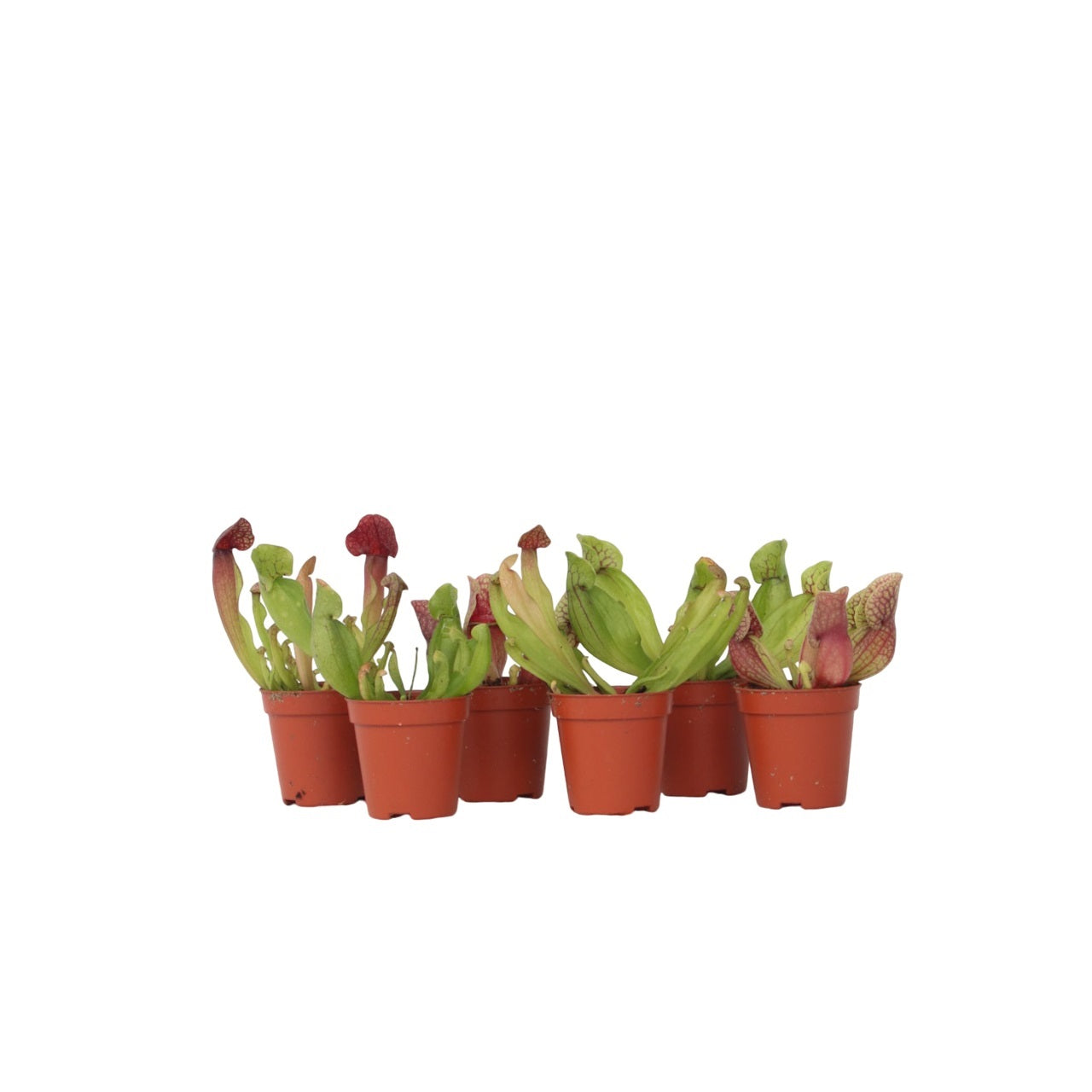 Pitcher plant - 6 pcs. - Sarracenia purpurea - Height 10cm - ⌀5,5cm