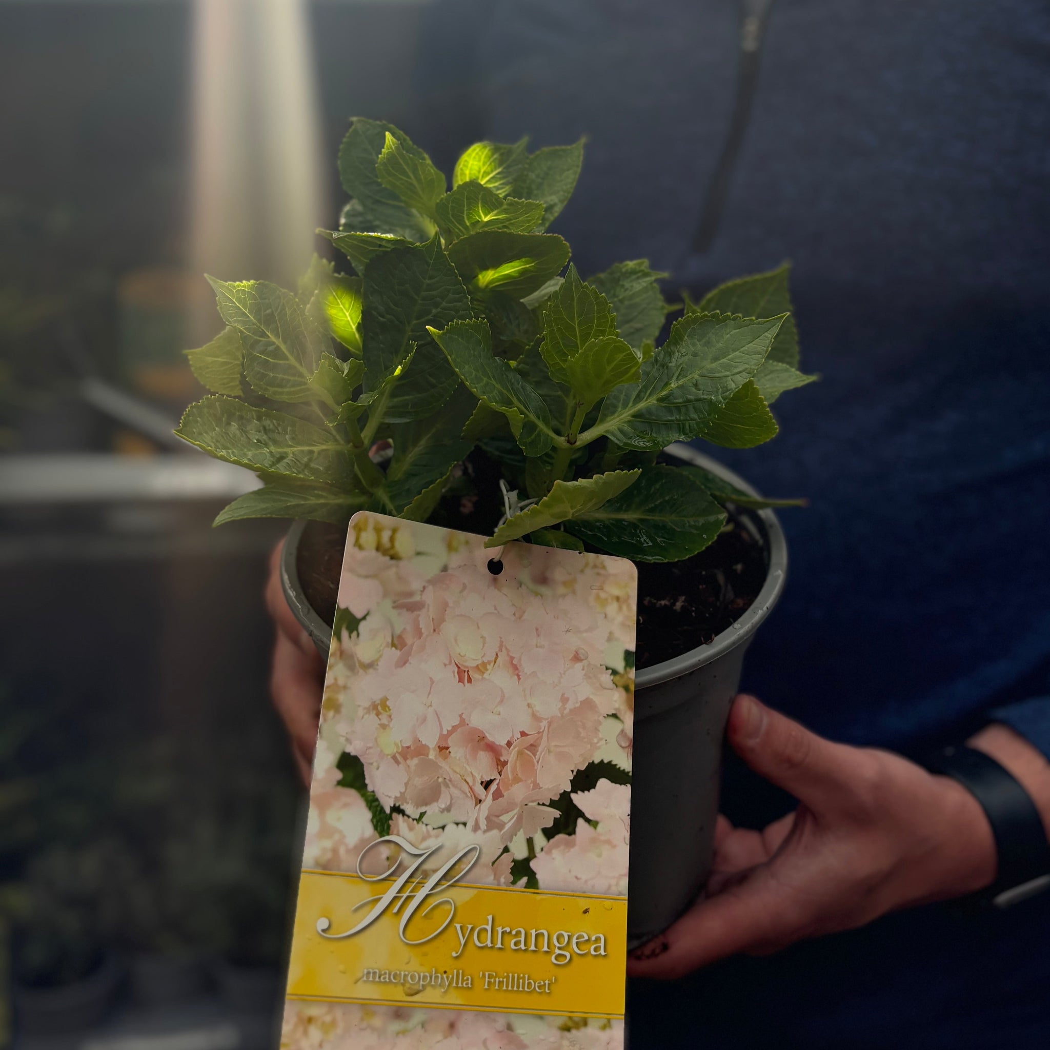 Hydrangea macrophylla 'Frillibet' 2L