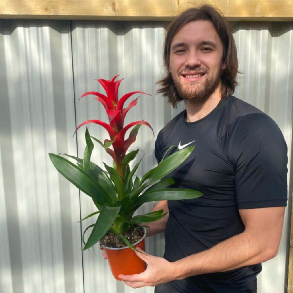 Guzmania amaretto - Red